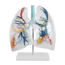 LUNG02 (12499) Árbol bronquial con laringe y pulmones transparentes, 2 veces vida plena, modelos de anatomía&gt; Modelos de pulmón